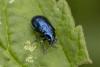 Altica sp.